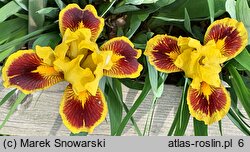 Iris Mocny Kontrast