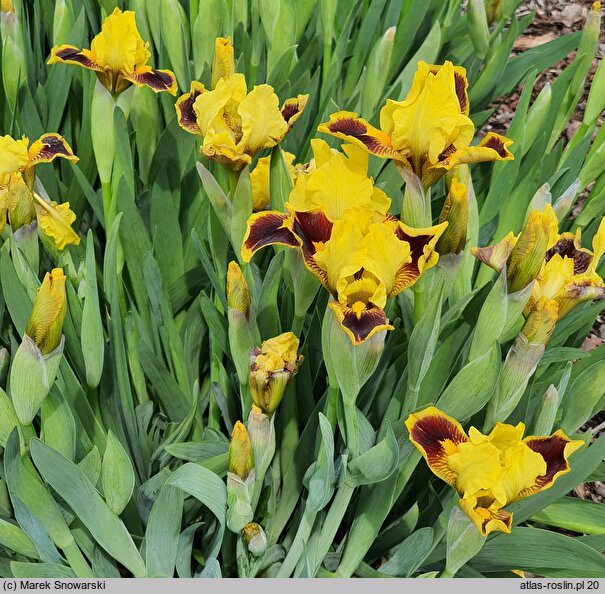 Iris hort. Mocny Kontrast