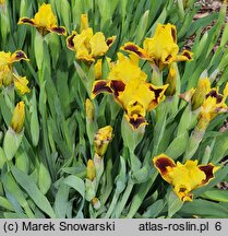 Iris Mocny Kontrast