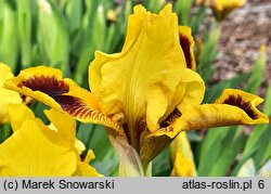 Iris hort. Mocny Kontrast