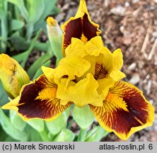 Iris hort. Mocny Kontrast