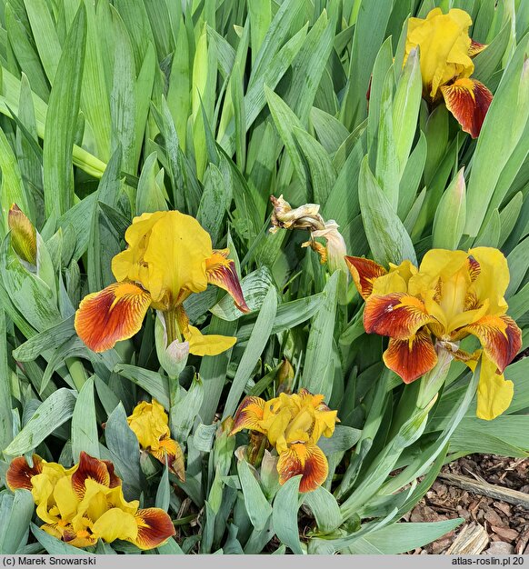 Iris hort. Mała Andaluzyjka