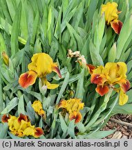 Iris hort. Mała Andaluzyjka