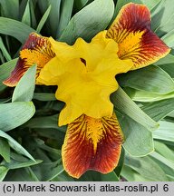 Iris hort. Mała Andaluzyjka