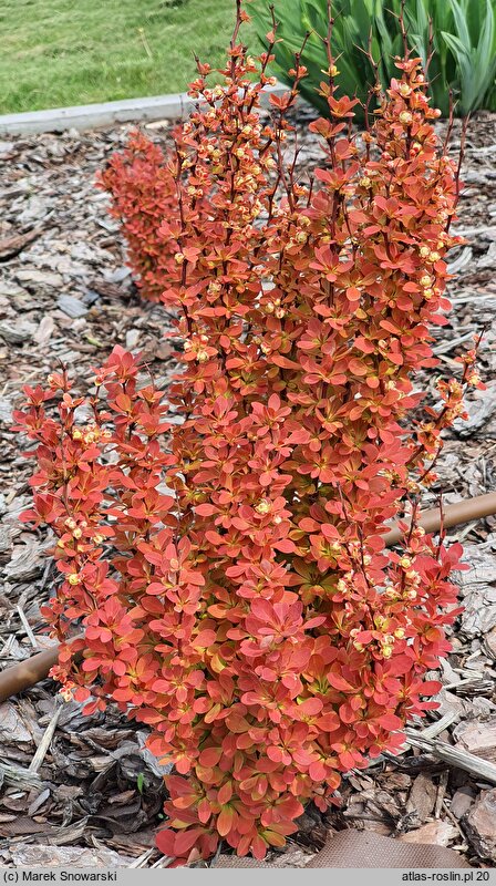 Berberis thunbergii Orange Ice