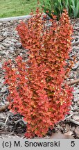 Berberis thunbergii Orange Ice