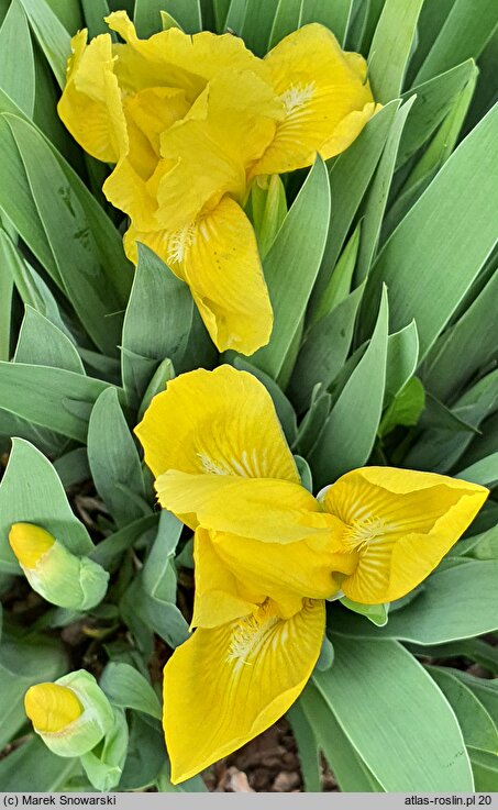 Iris hort. Słoneczko