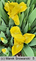 Iris hort. Słoneczko