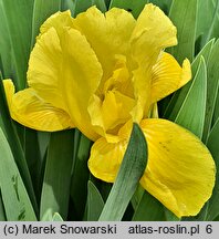 Iris hort. Słoneczko