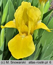 Iris hort. Słoneczko