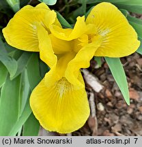 Iris hort. Słoneczko