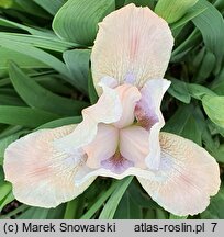 Iris hort. Świtezianka