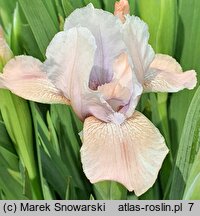 Iris hort. Świtezianka