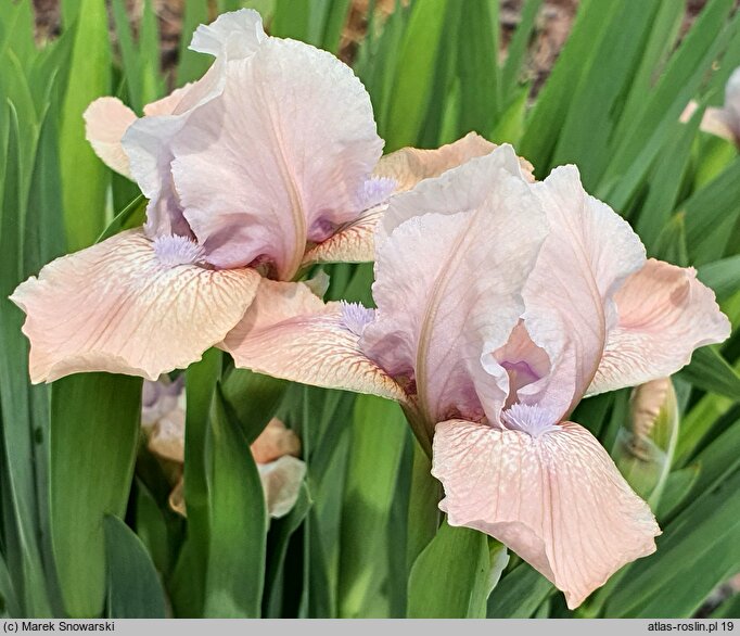 Iris hort. Świtezianka