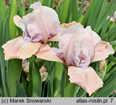 Iris hort. Świtezianka