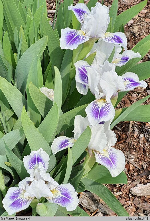 Iris hort. Zuchwalec