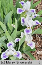 Iris hort. Zuchwalec