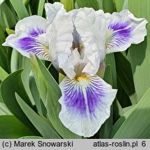 Iris hort. Zuchwalec