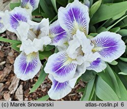 Iris hort. Zuchwalec