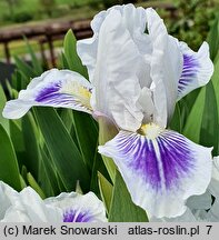 Iris hort. Zuchwalec