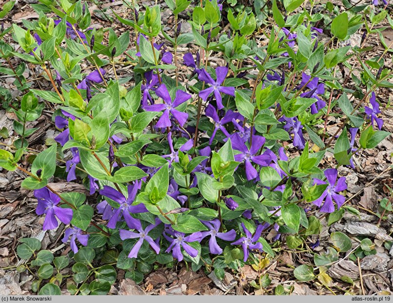 Vinca Kucharska