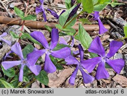 Vinca Kucharska