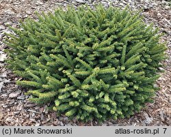 Picea abies Zagwiżdże