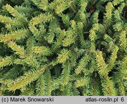 Picea abies Zagwiżdże