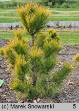 Pinus nigra Golden Sunray