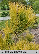 Pinus nigra Golden Sunray