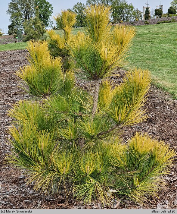 Pinus nigra Golden Sunray