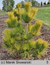 Pinus nigra Golden Sunray