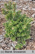 Abies nordmanniana Kulista