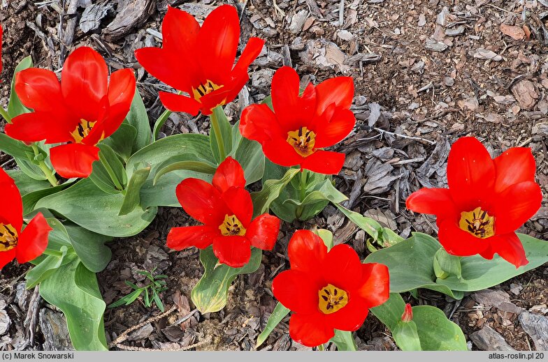 Tulipa Ognik