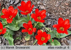 Tulipa Ognik