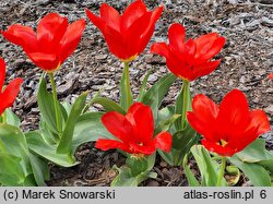 Tulipa Ognik