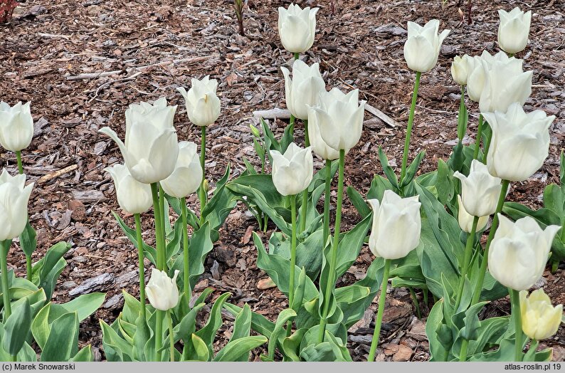 Tulipa Moniuszko