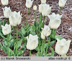 Tulipa Moniuszko