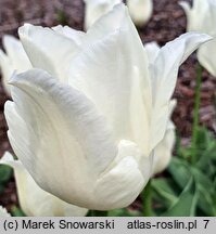 Tulipa Moniuszko