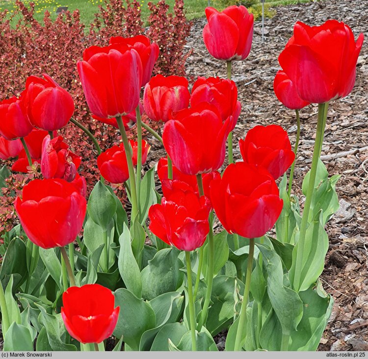 Tulipa Polka