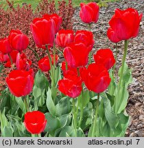 Tulipa Polka