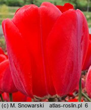 Tulipa Polka