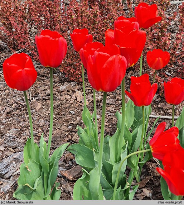 Tulipa Janosik