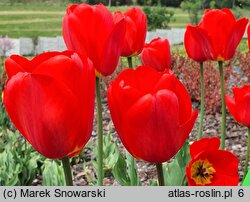 Tulipa Janosik