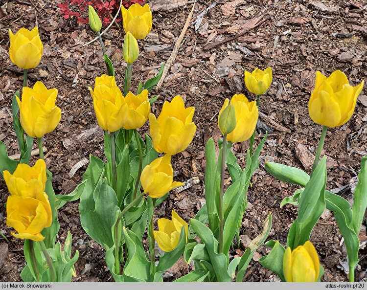 Tulipa Prof. Wóycicki