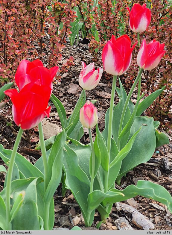 Tulipa Krakus