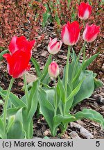 Tulipa Krakus