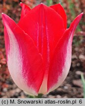 Tulipa Krakus