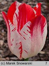 Tulipa Krakus