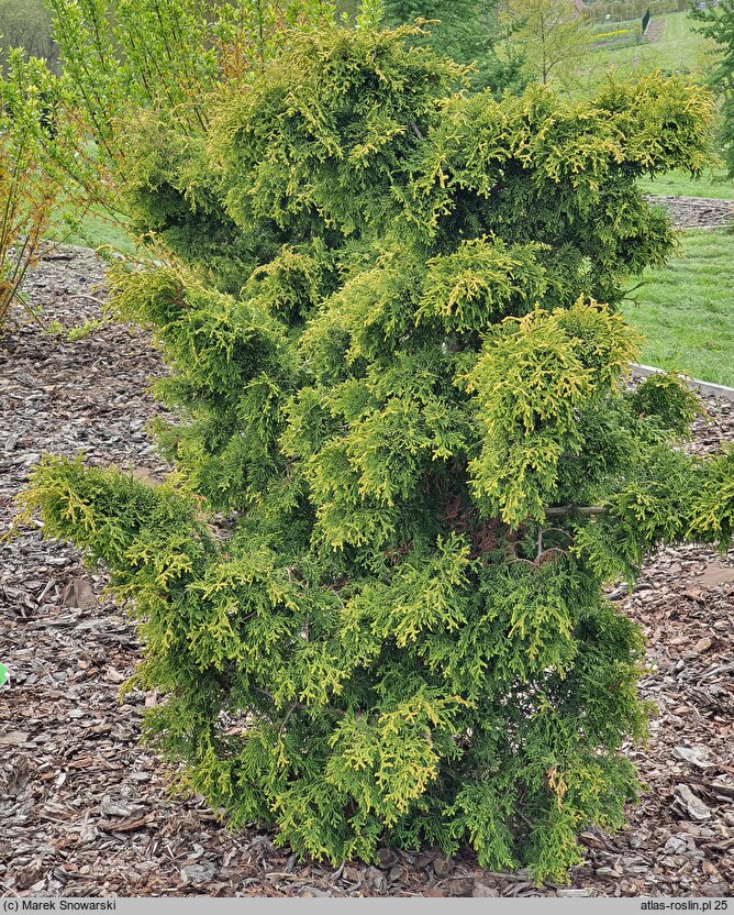 Thuja occidentalis Bablin